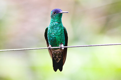 Indigo-capped hummingbird